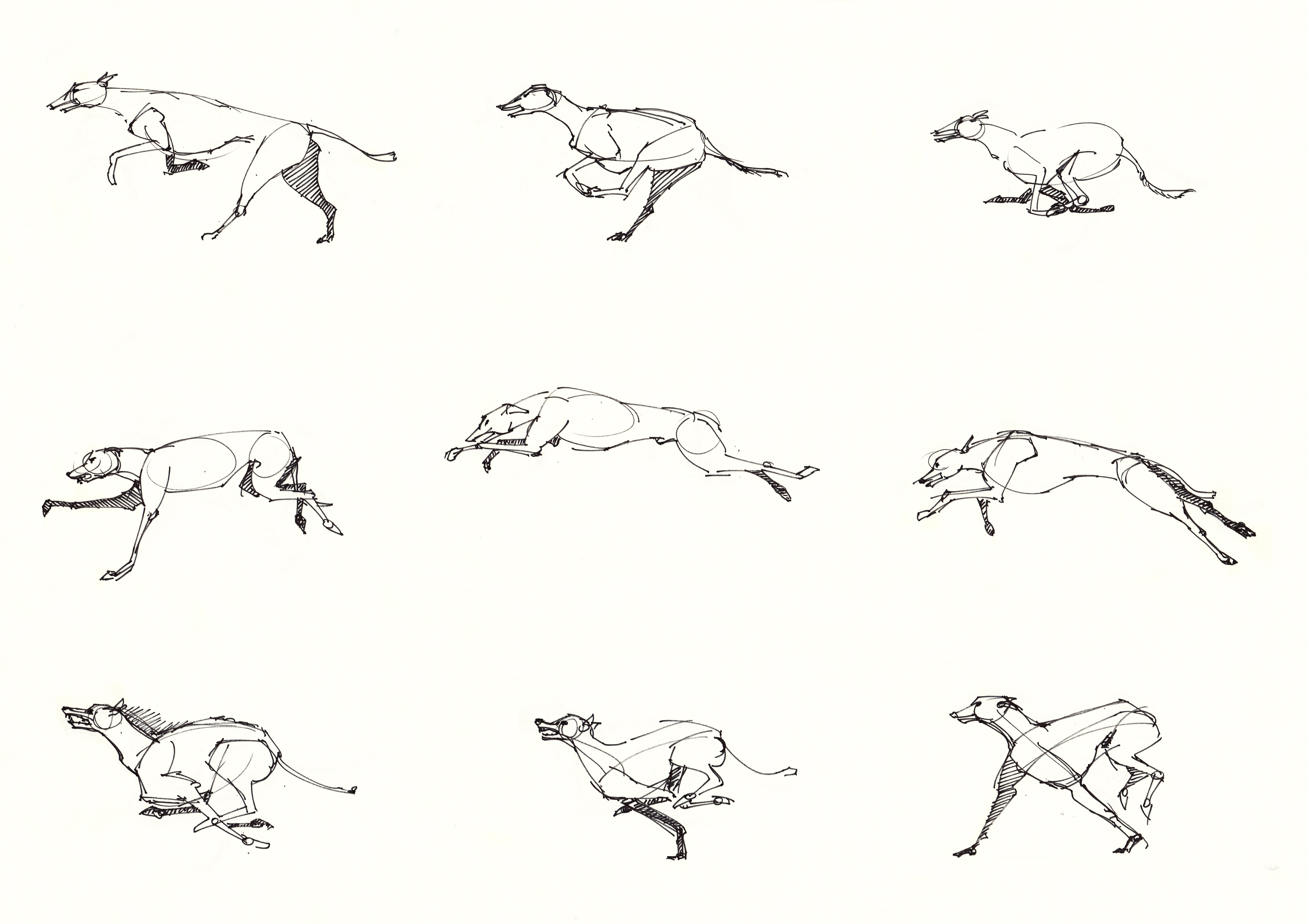 Eine Bewegungsstudie von einem Windhund von Hubert Matthaeus Pfaffenbichler.